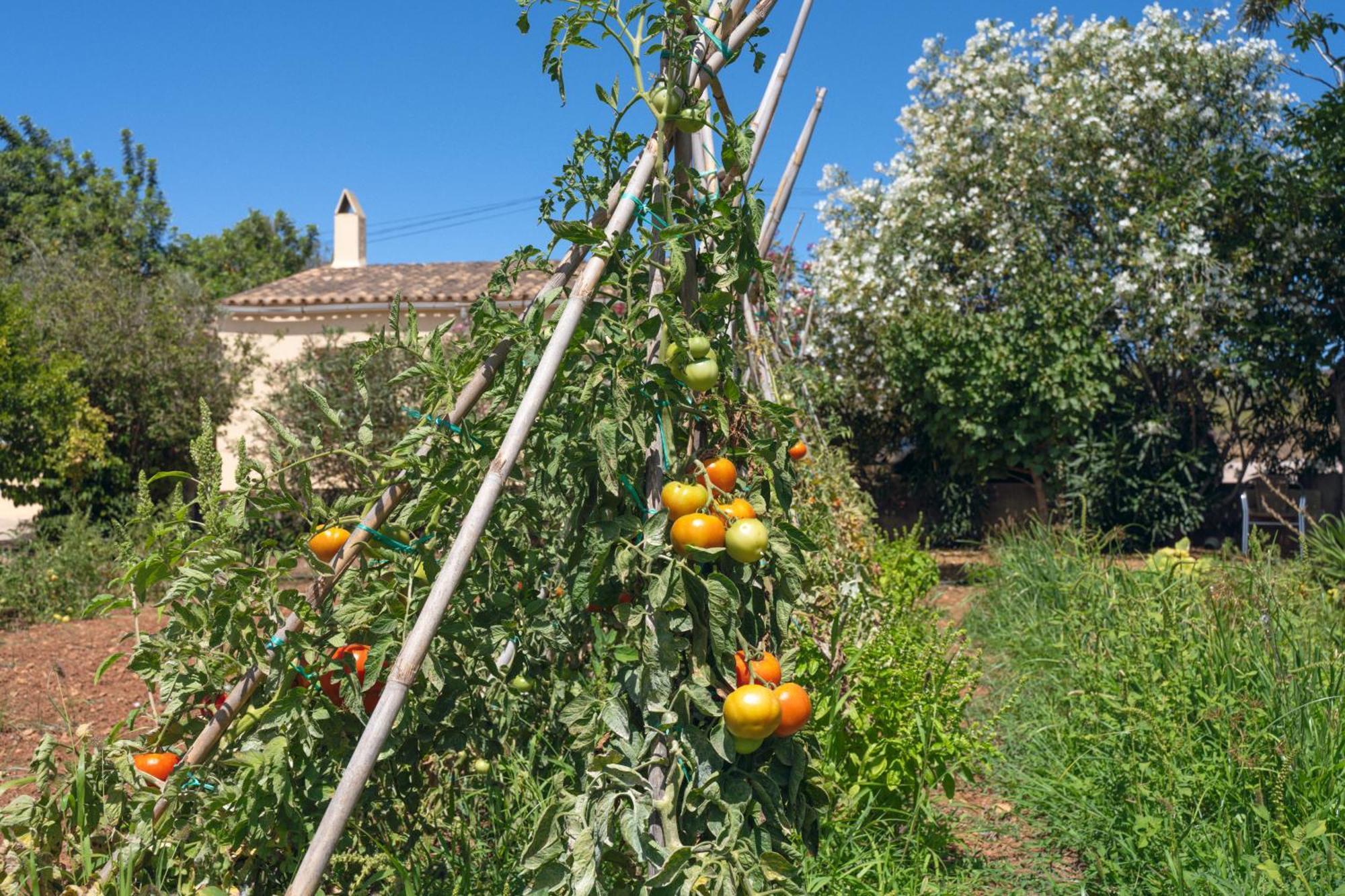Finca Es Baladre Capdepera  Buitenkant foto